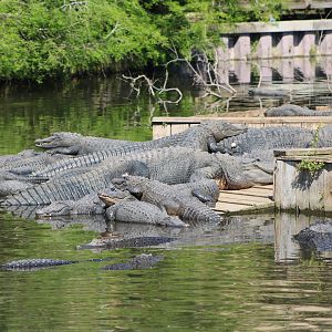 American Alligators (Alligator mississippiensis)