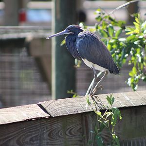 (Wild) Tricolored Heron (Egretta tricolor)
