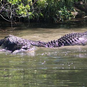 Fighting American Alligators (Alligator mississippiensis; 1)