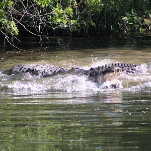 Fighting American Alligators (Alligator mississippiensis; 2)