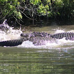 Fighting American Alligators (Alligator mississippiensis; 3)