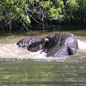 Fighting American Alligators (Alligator mississippiensis; 4)