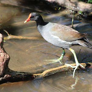 (Wild) American / Common Gallinule (Gallinula galeata)