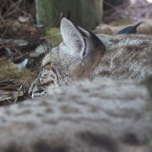 Bobcat (Lynx rufus)