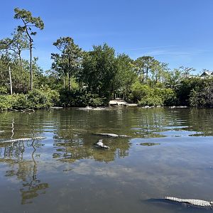 Mar. 2025 - Alligator Breeding Marsh