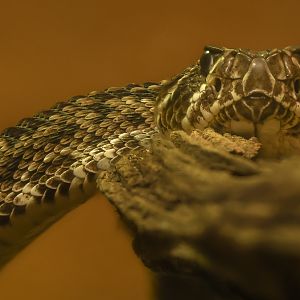 Eastern diamondback rattlesnake : Cotswold WP : 14 Mar 2025