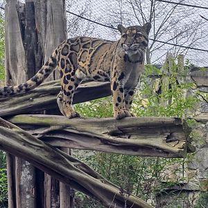 Clouded leopard