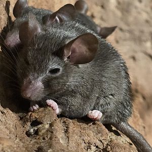 Cario spiny mouse