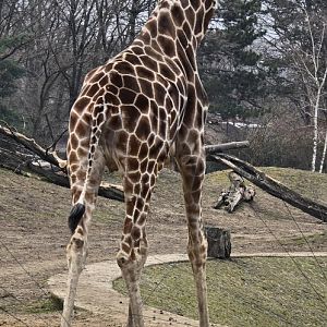 Giraffe