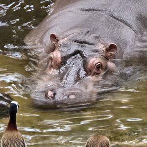 Hippo
