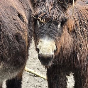 Poitou donkey