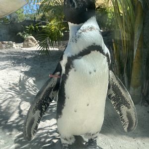 African Penguin