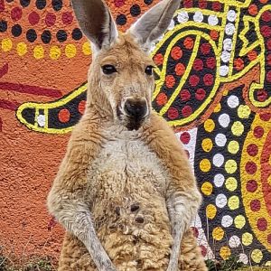 Red kangaroo