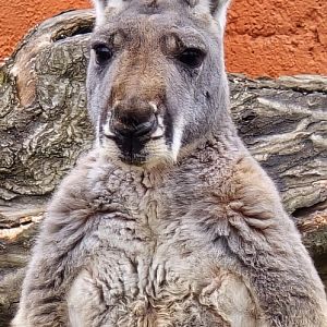 Red kangaroo