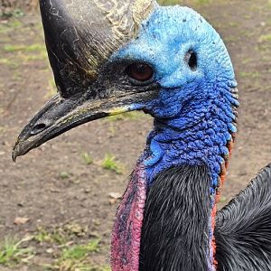 Southern cassowary