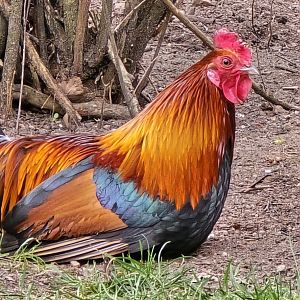 Red junglefowl