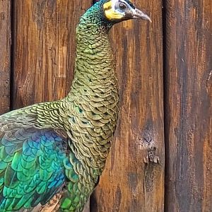 Green peafowl