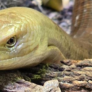 European glass lizard