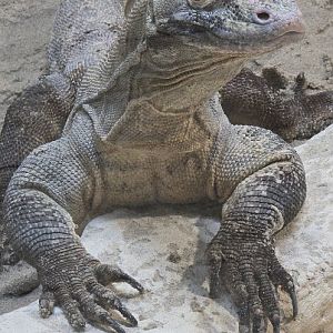 Komodo dragon