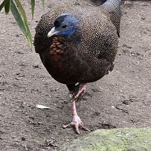 Great Argus Pheasant