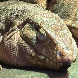 Red tegu