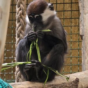 Cherry crowned mangabey