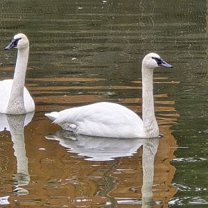 Trumpeter swans