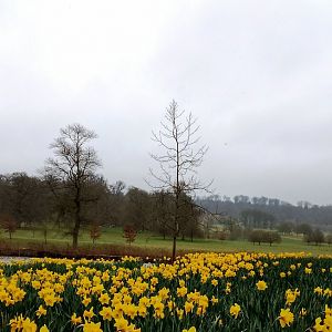 Flower field by half mile lake 230325
