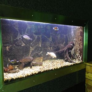 Mini Donau Engelhartszell - Tank for alien species