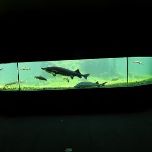 Mini Donau Engelhartszell - Main tank