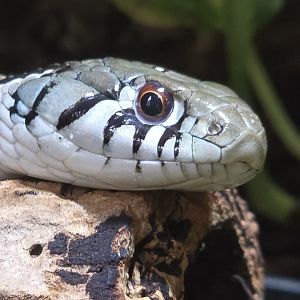 Checkered gartersnake
