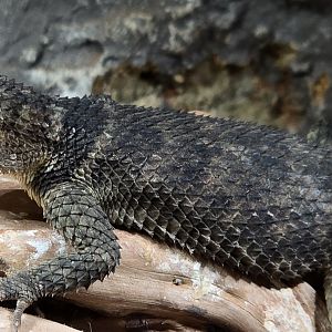 Blue spiny lizard