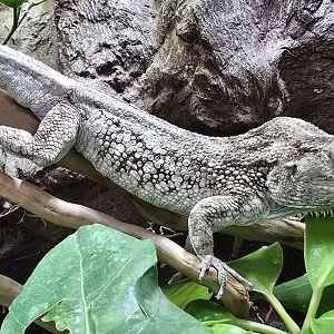 Western bearded anole