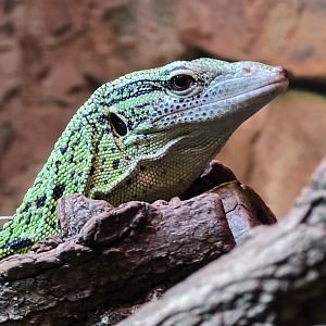 Reisinger's tree monitor