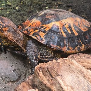 Indochinese box turtlr