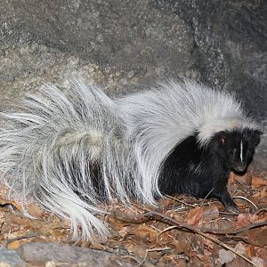 Hooded Skunk (Mephitis macroura)