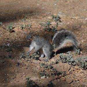 Arizona Gray Squirrel (Sciurus arizonensis)