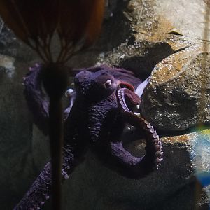 Giant Pacific Octopus