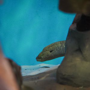 California Moray Eel