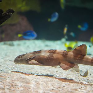 White-spotted Bamboo Shark