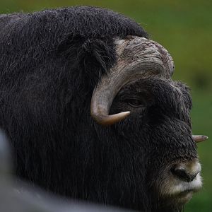 Musk-Ox