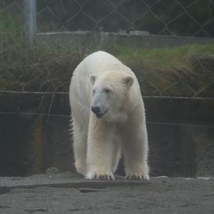 Polar Bear