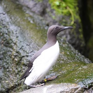 Common Murre