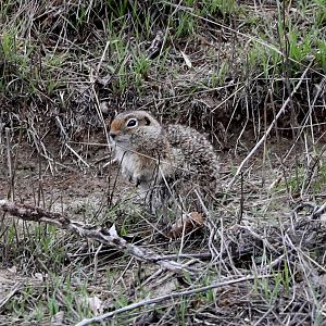 Townsend's ground squirrel (Urocitellus townsendii)