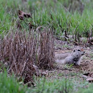 Washington ground squirrel (Urocitellus washingtoni)