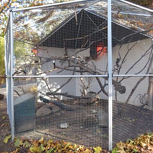 Prevost's Squirrel/Lady Amherst's Pheasant Exhibit
