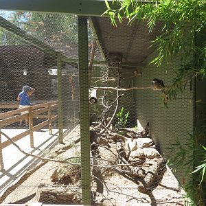 Burrowing Owl/Roadrunner Exhibit