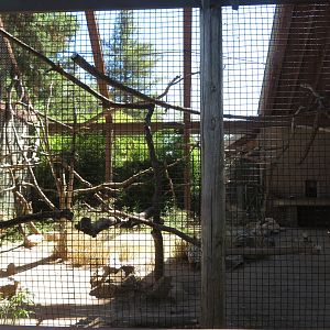 Ring-tailed Lemur Exhibit