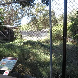 Red-flanked Duiker Exhibit