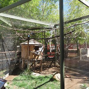 Greater Vasa/Madagascar Partridge Exhibit